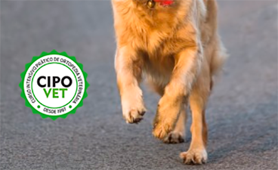 Curso Intensivo Prático de Ortopedia - Básico | 7 a 9 de Dezembro