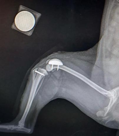 Luxação de Patela - Prótese e Osteotomias