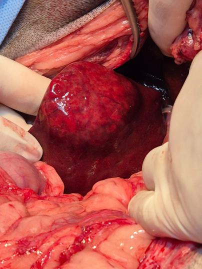 Cirurgias de alta complexidade em tecidos moles - 11 e 12 de julho